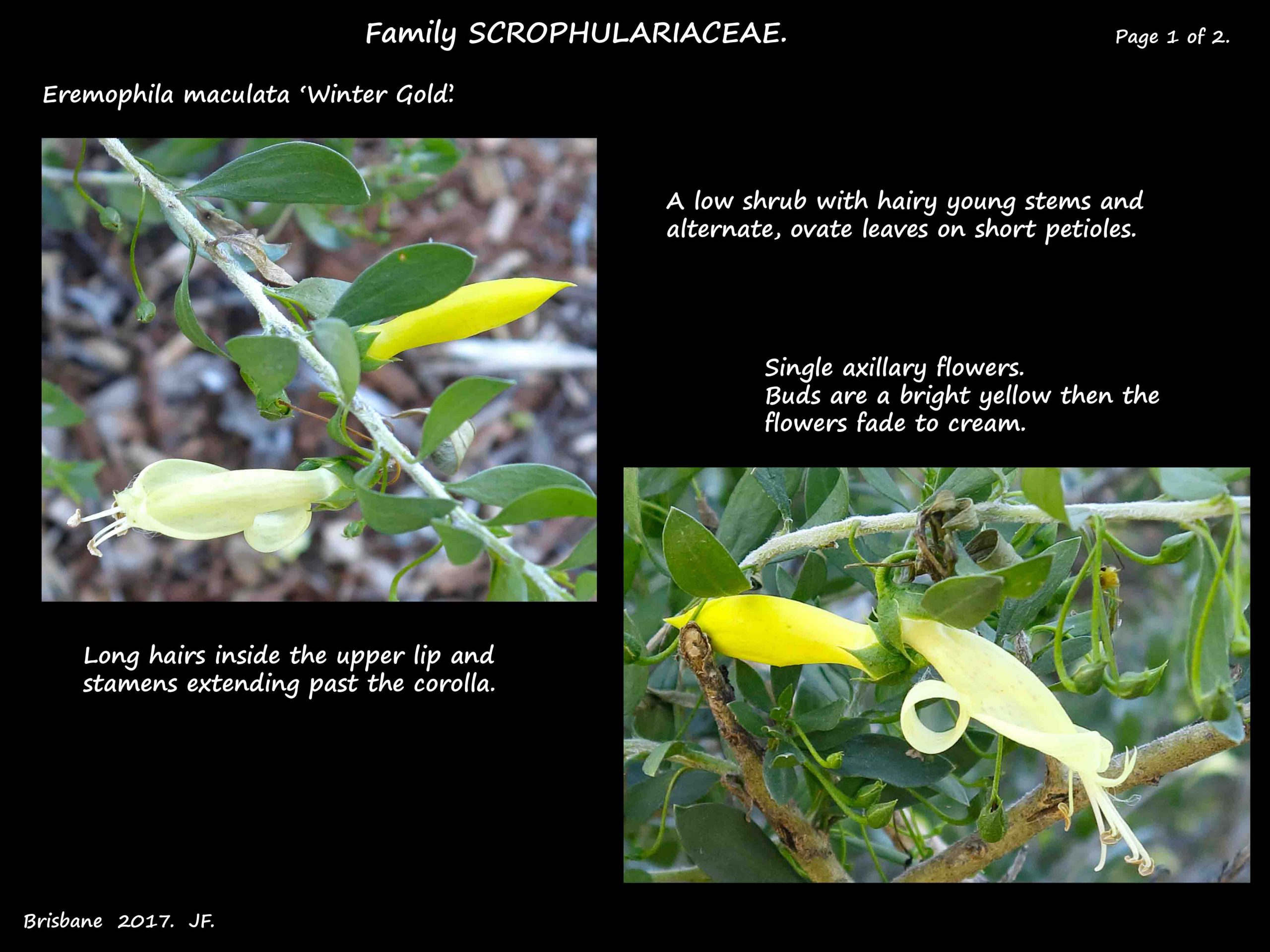 5 Eremophila 'Winter Gold'  leaves & flowers